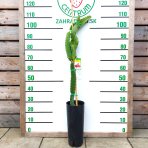 Dračie ovocie (Pitahaya - Dragoon fruit) - výška 80-110 cm, kont. C10L